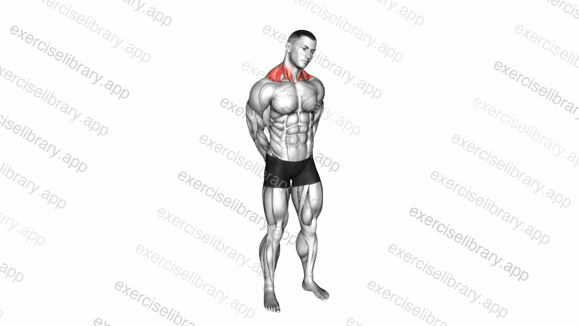 Neck Side Stretch demonstration
