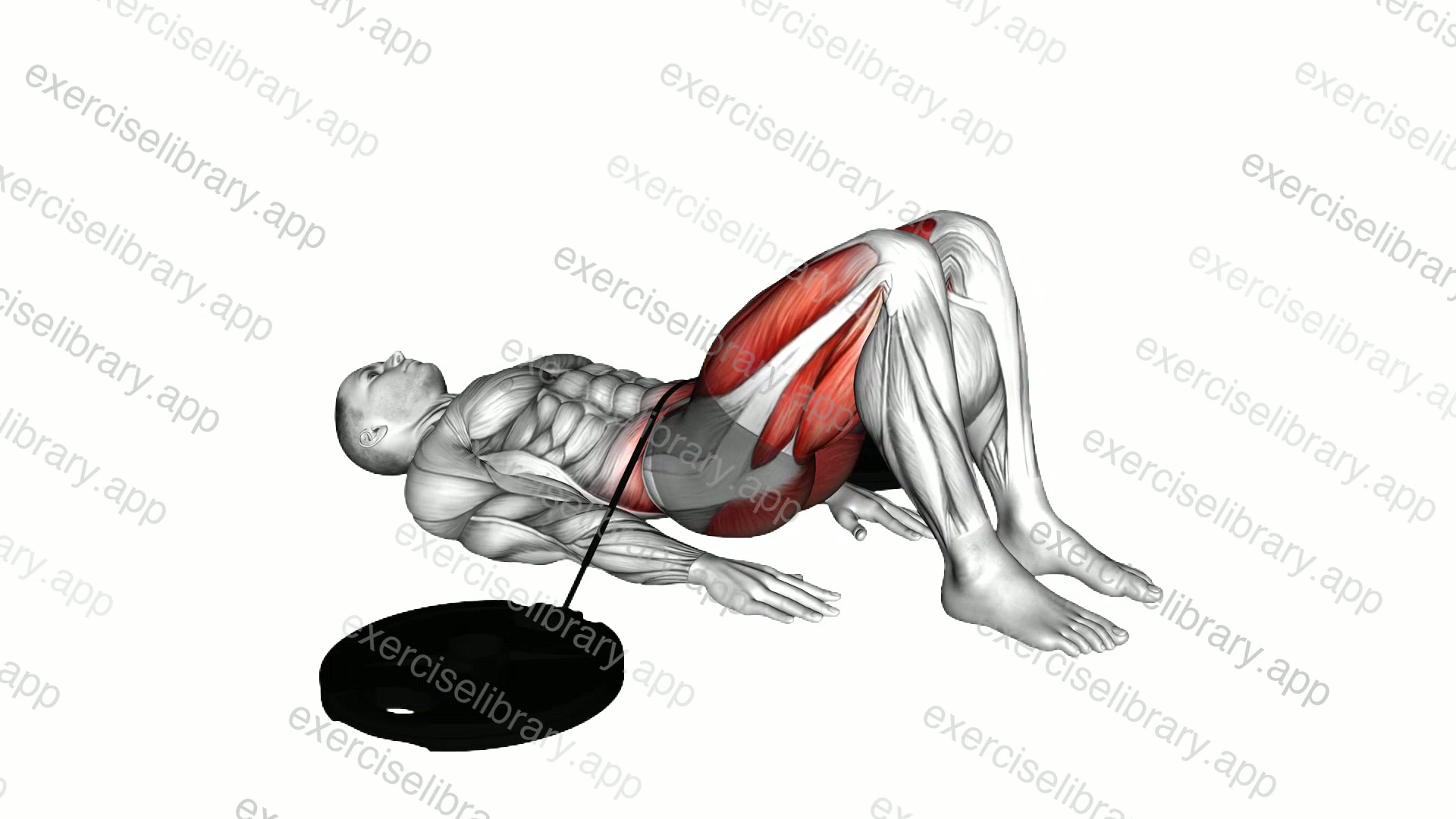 Band Hip Lift demonstration