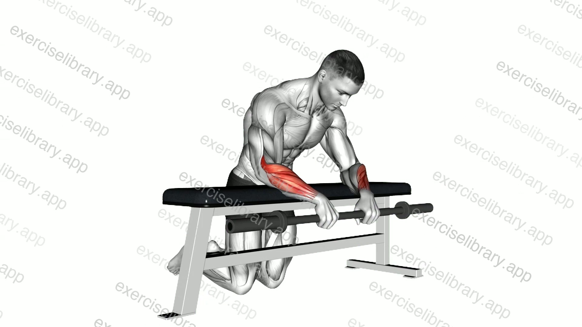 Barbell Palms Down Wrist Curl Over A Bench demonstration
