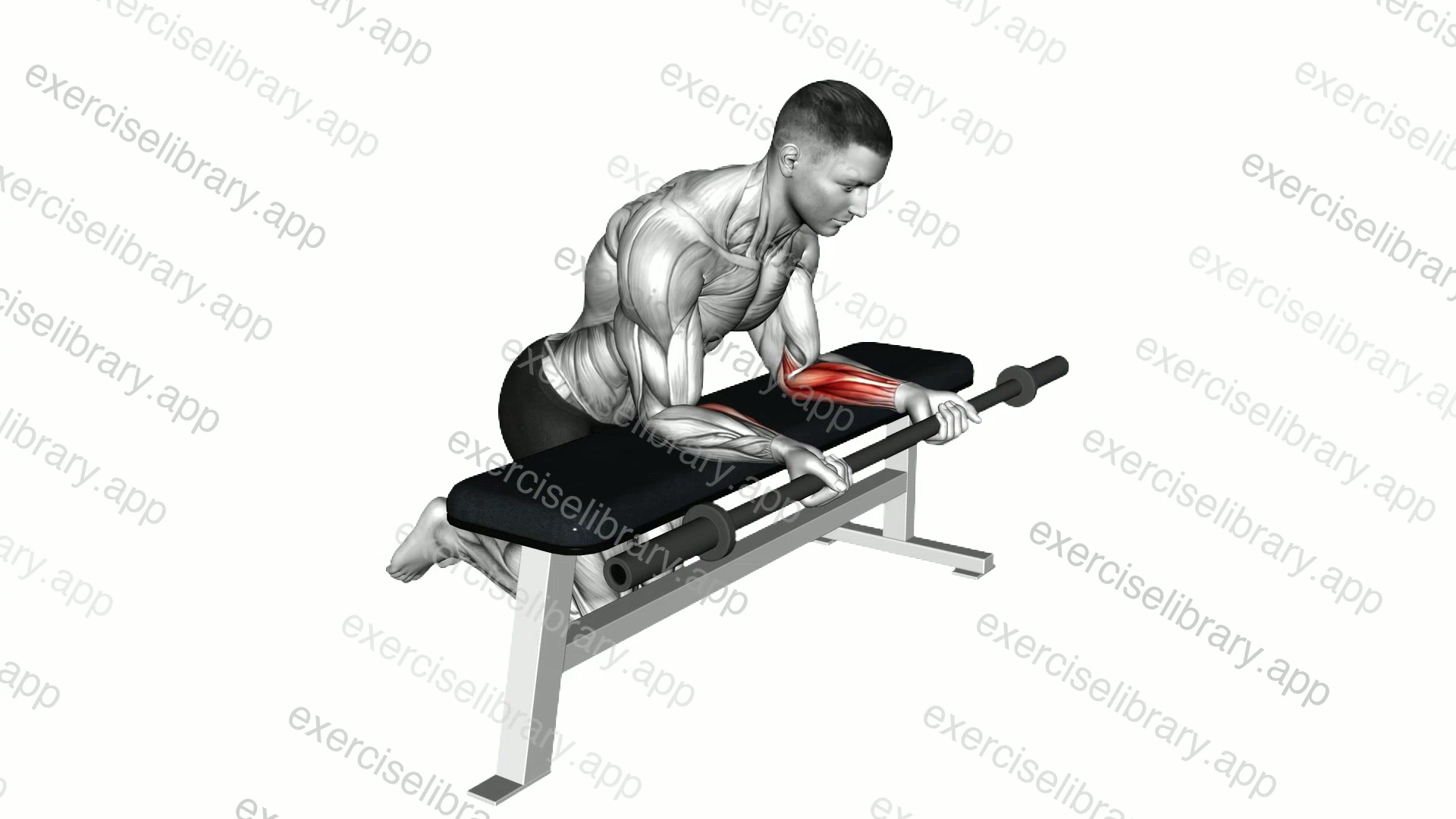 Barbell Palms Up Wrist Curl over a bench demonstration