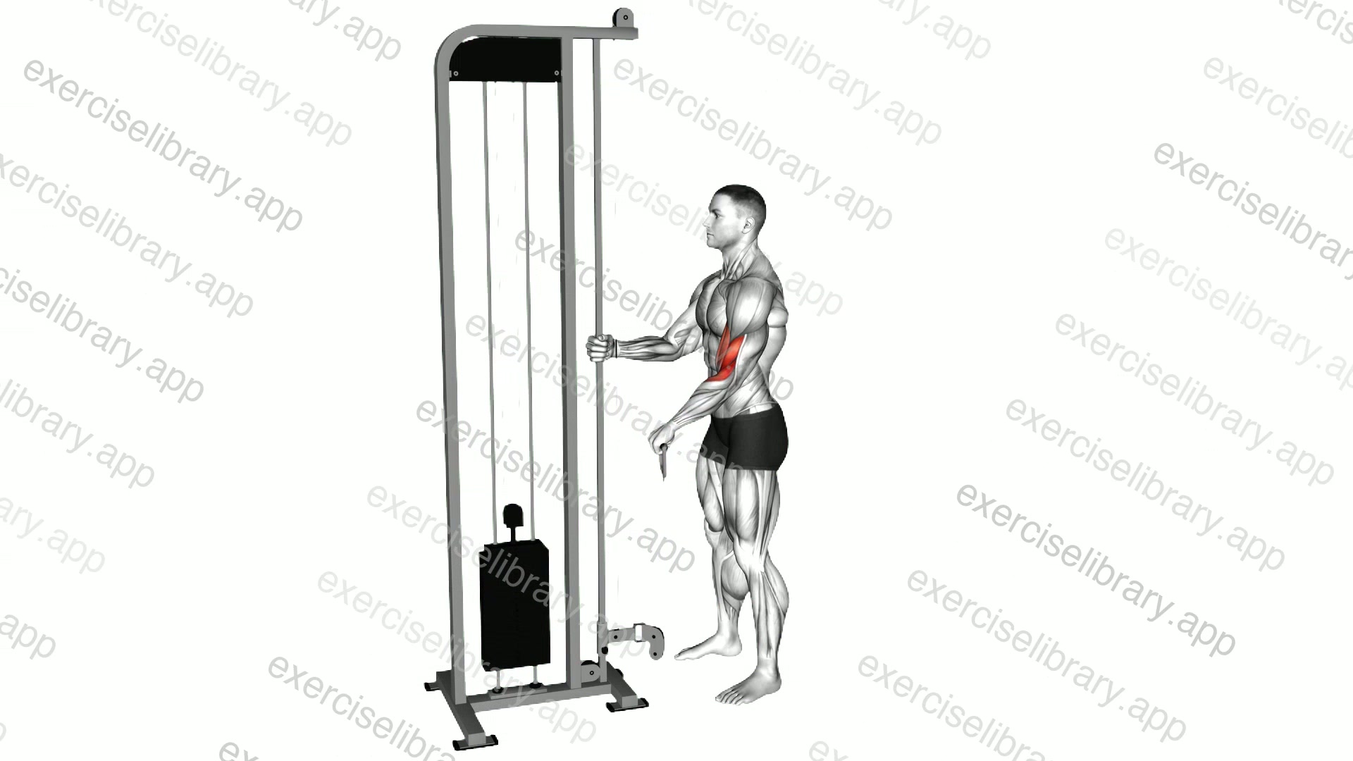 Cable Reverse One Arm Curl demonstration