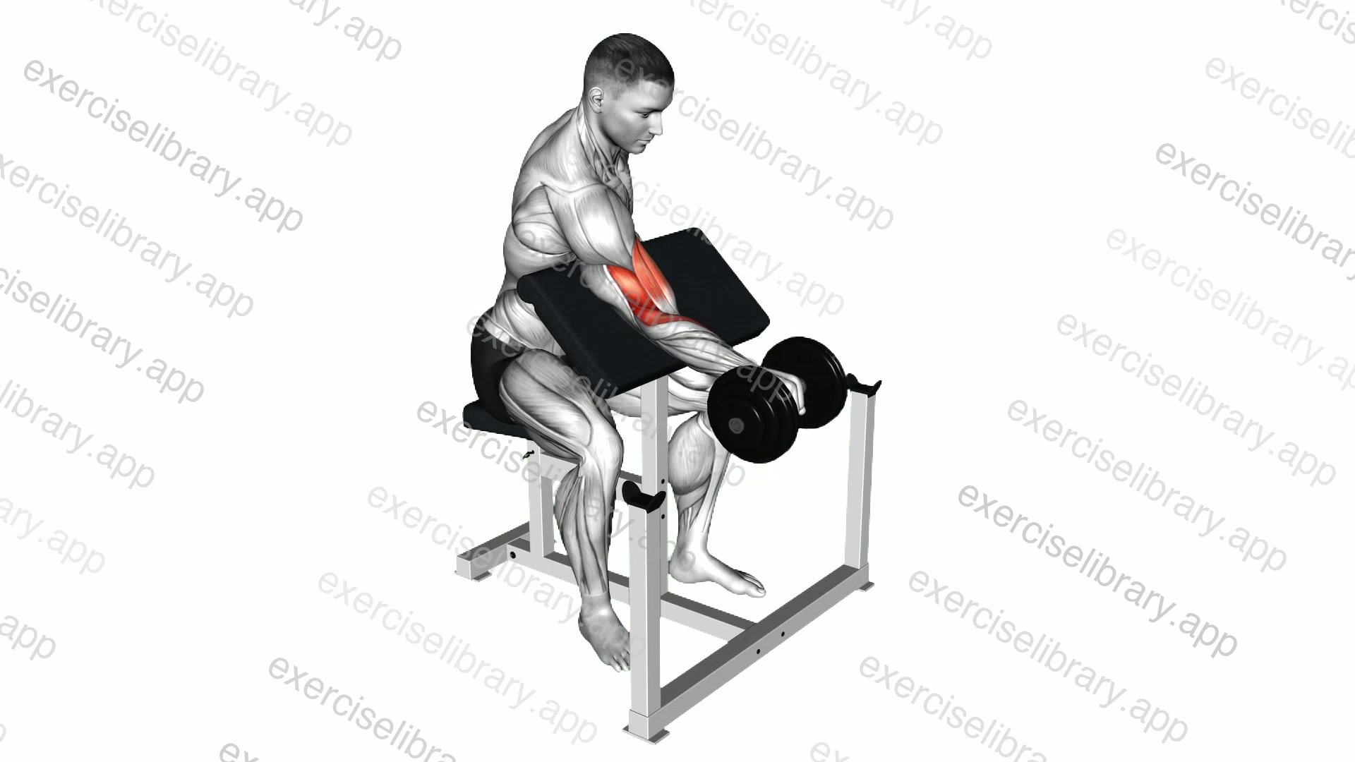 Dumbbell One Arm Reverse Preacher Curl demonstration