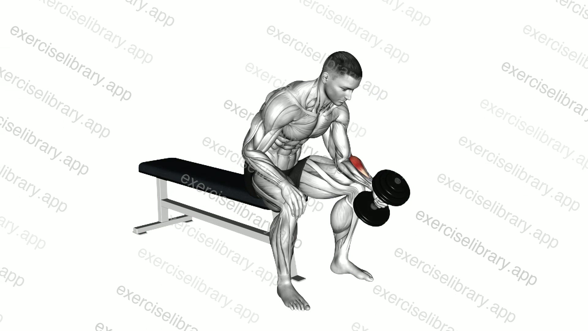 Dumbbell One Arm Seated Neutral Wrist Curl demonstration