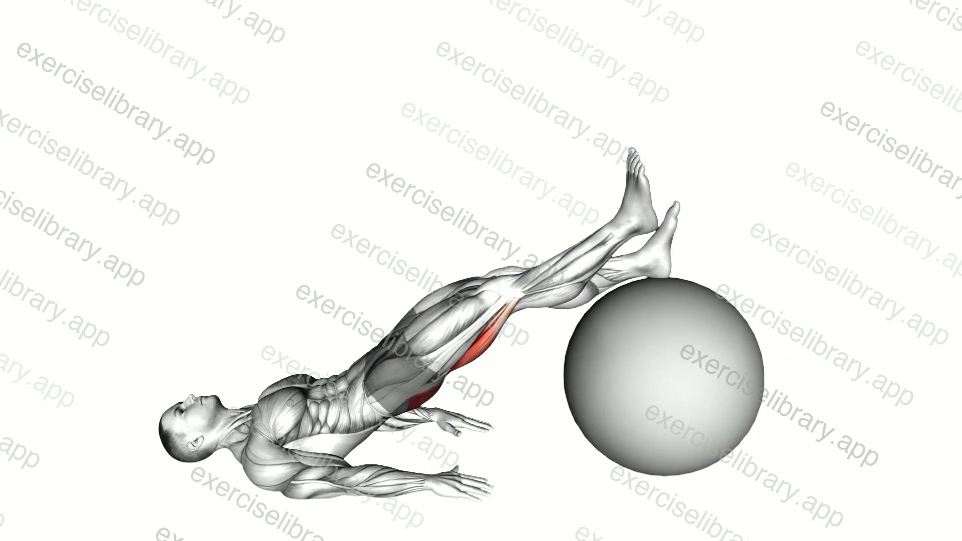 Exercise Ball One Legged Diagonal Kick Hamstring Curl demonstration