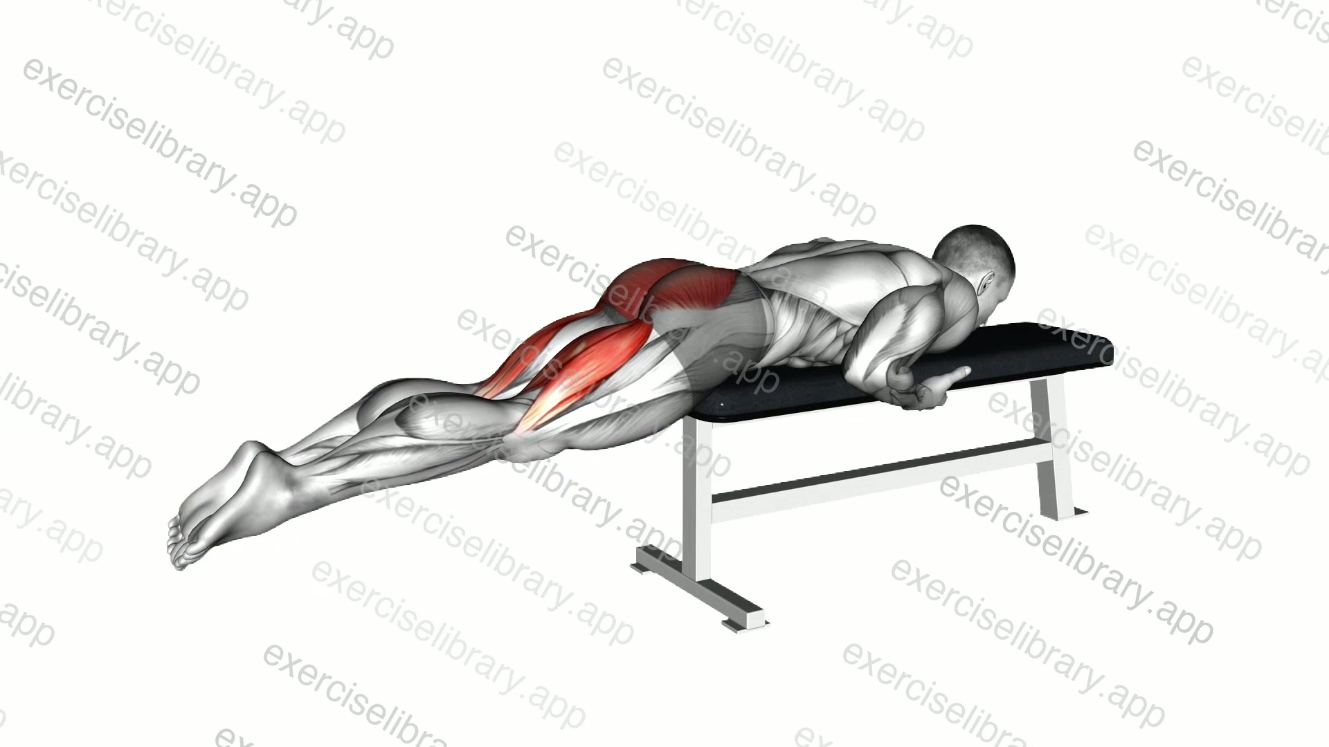 Reverse Hyper on Flat Bench demonstration