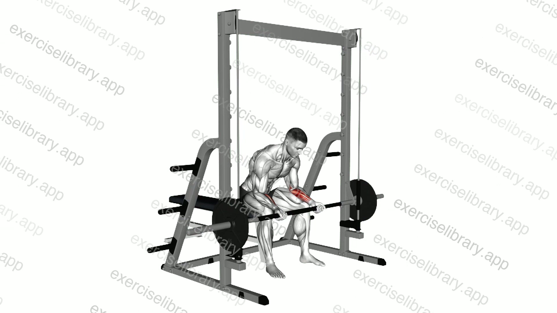 Smith Seated Wrist Curl demonstration