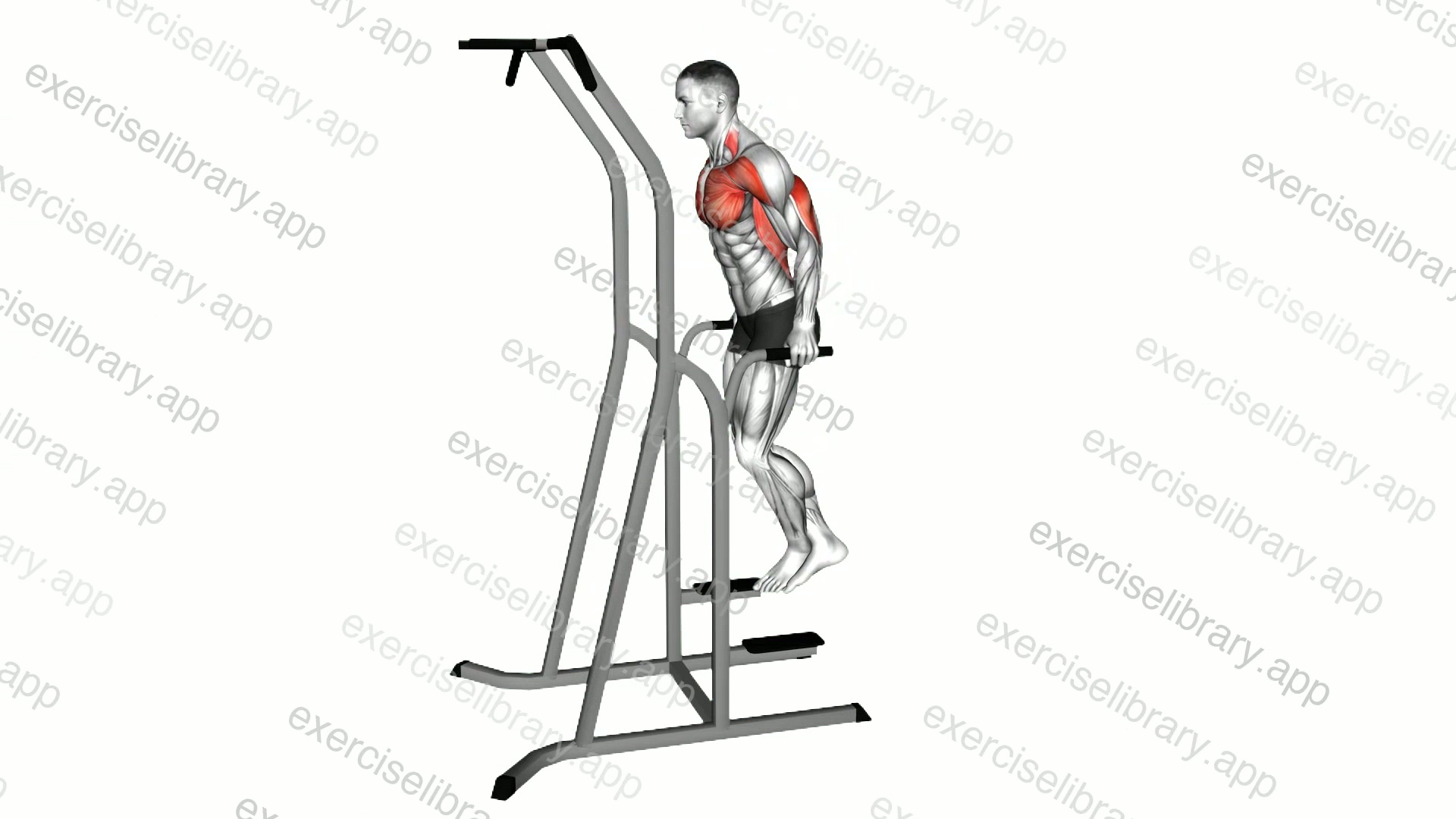 Chest Dip demonstration
