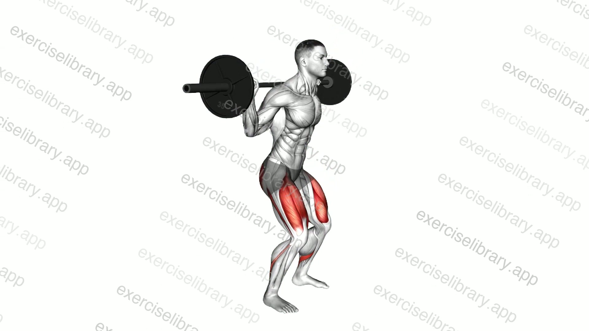 Barbell Low Bar Squat demonstration