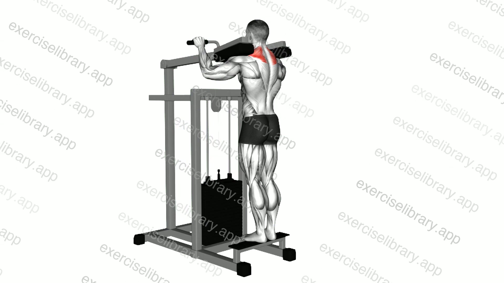 Lever Gripless Shrug demonstration