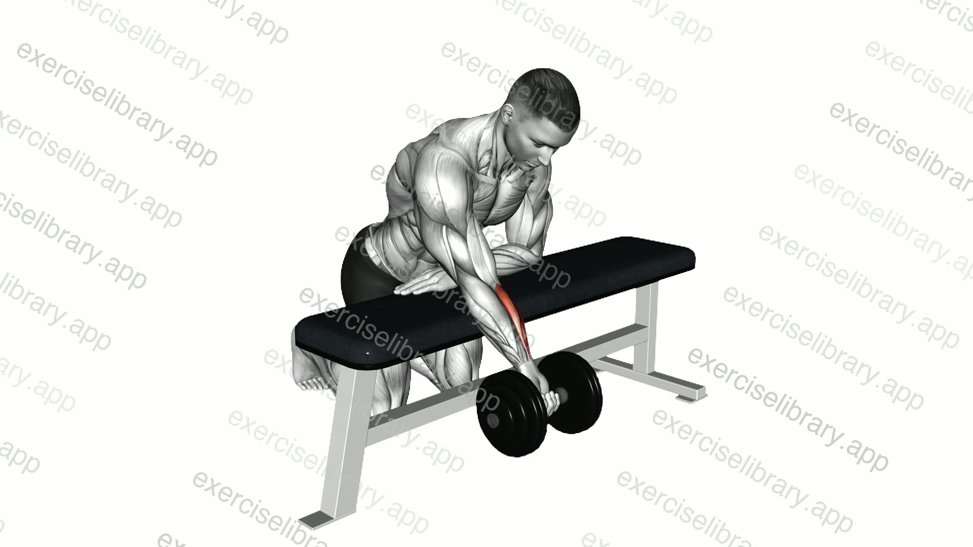 Dumbbell Over Bench One Arm Reverse Wrist Curl demonstration
