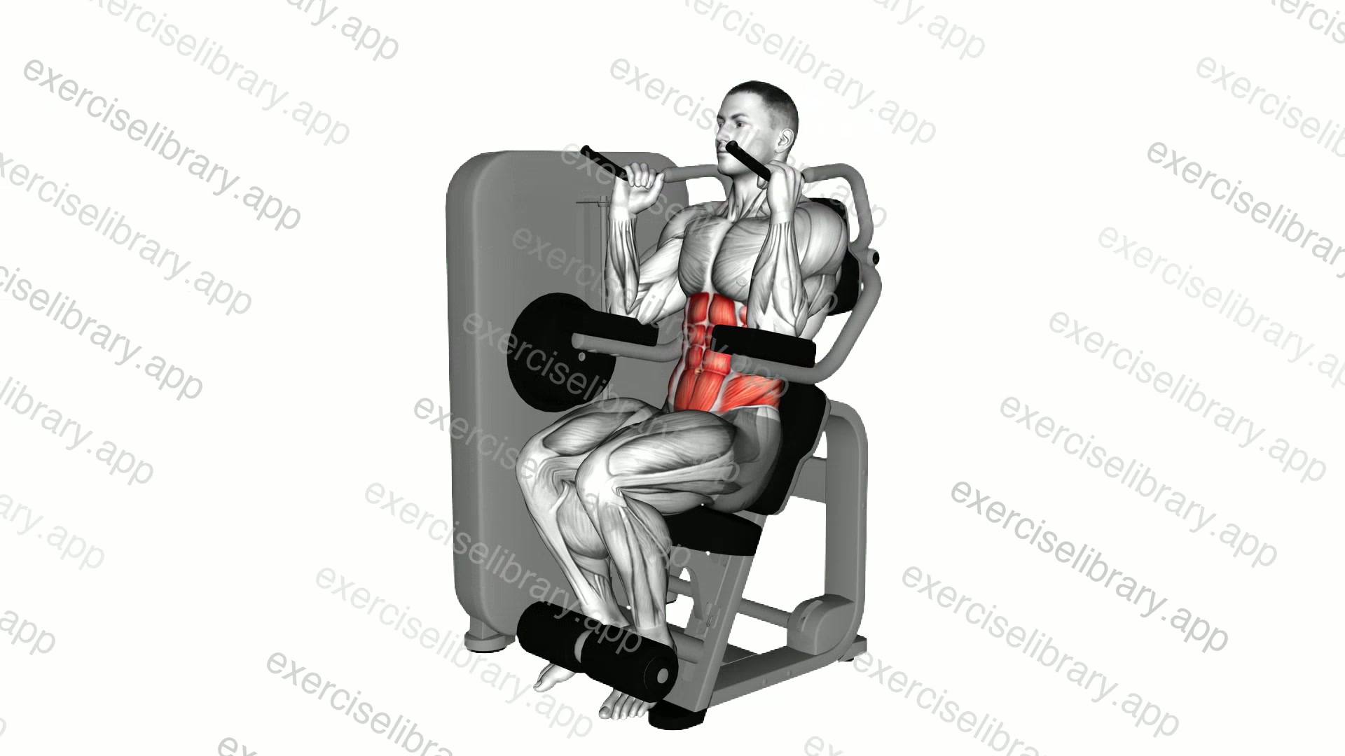 Lever Seated Crunch demonstration