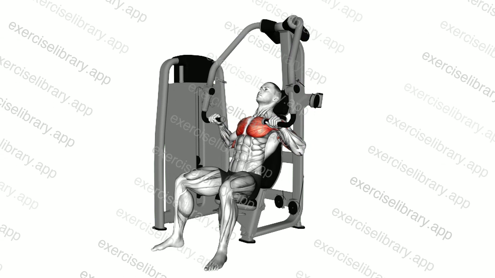 Lever Chest Press demonstration