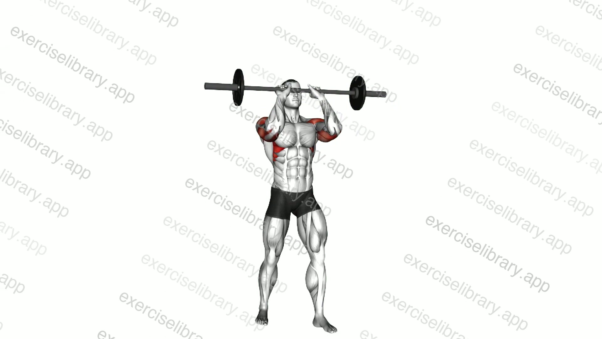 Barbell Standing Close Grip Military Press demonstration