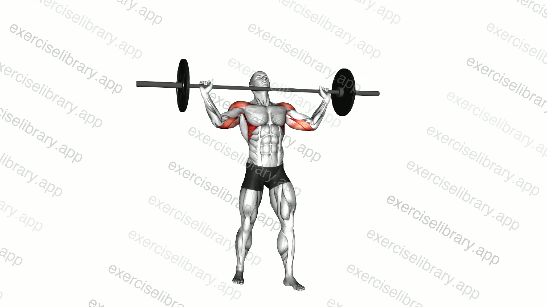 Barbell Standing Wide Military Press demonstration