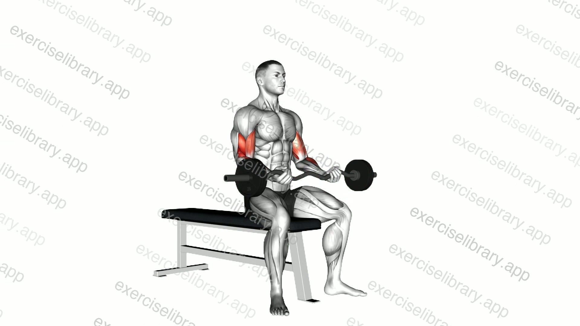 EZ Barbell Seated Curls demonstration