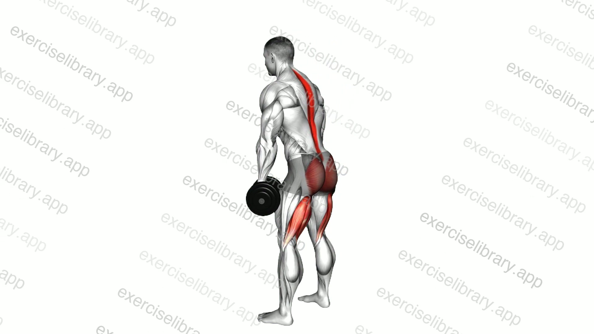Dumbbell Romanian Deadlift demonstration