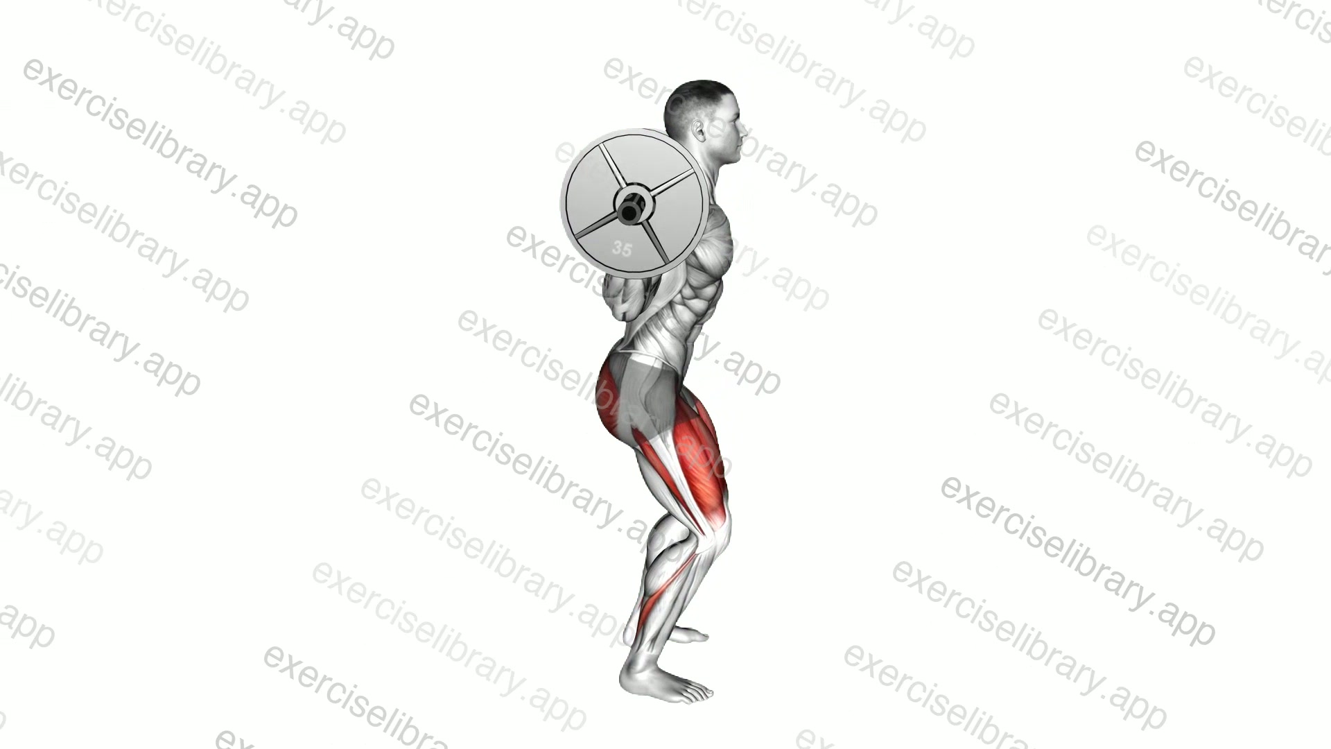 Barbell Full Squat demonstration
