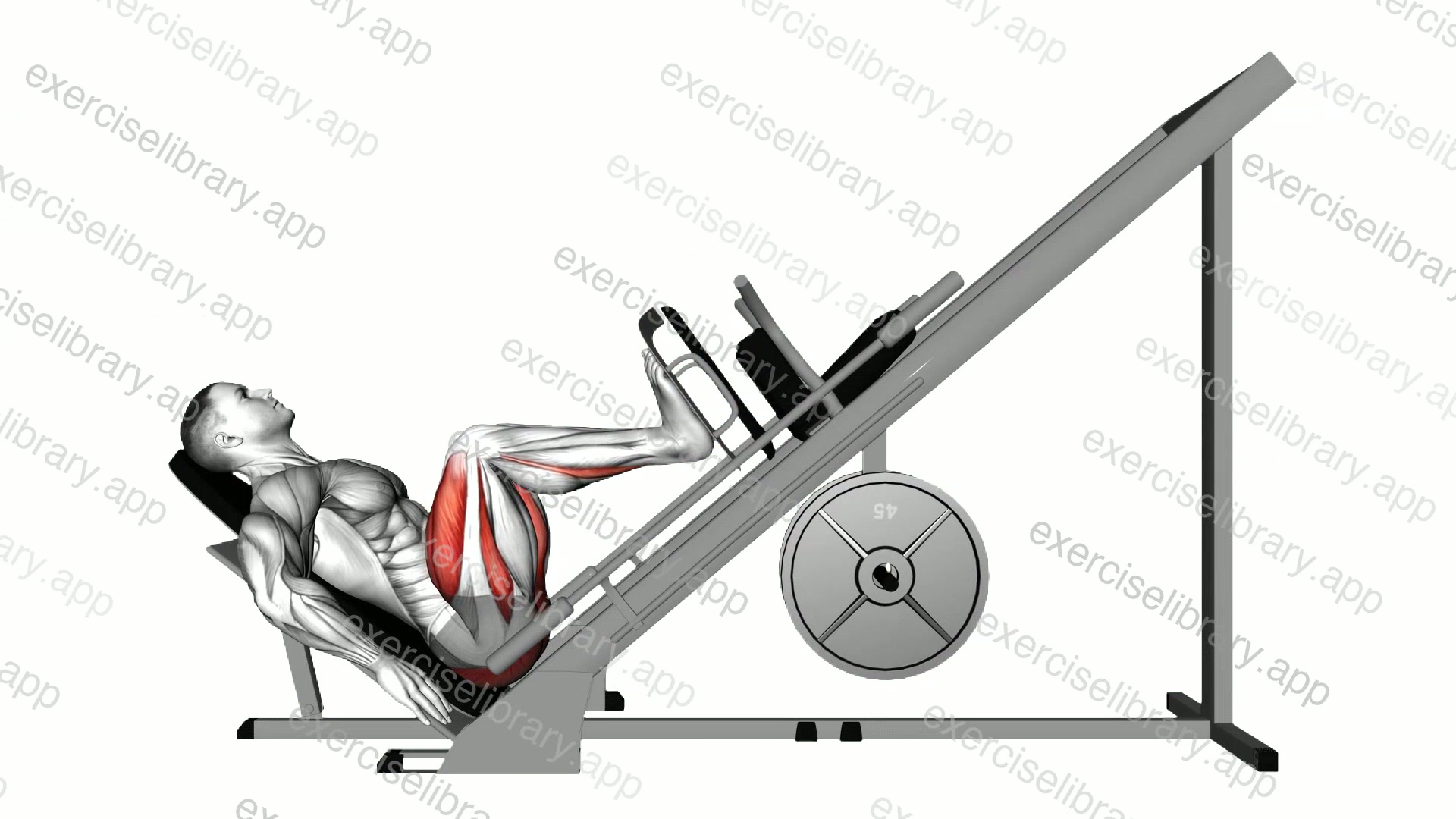 Sled 45 degrees Leg Press demonstration
