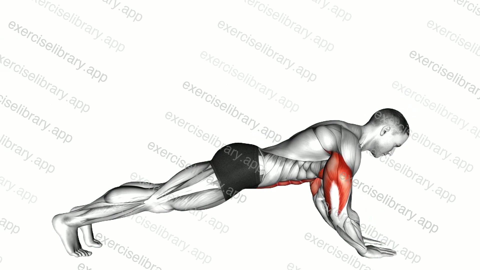 Push-up on Forearms demonstration