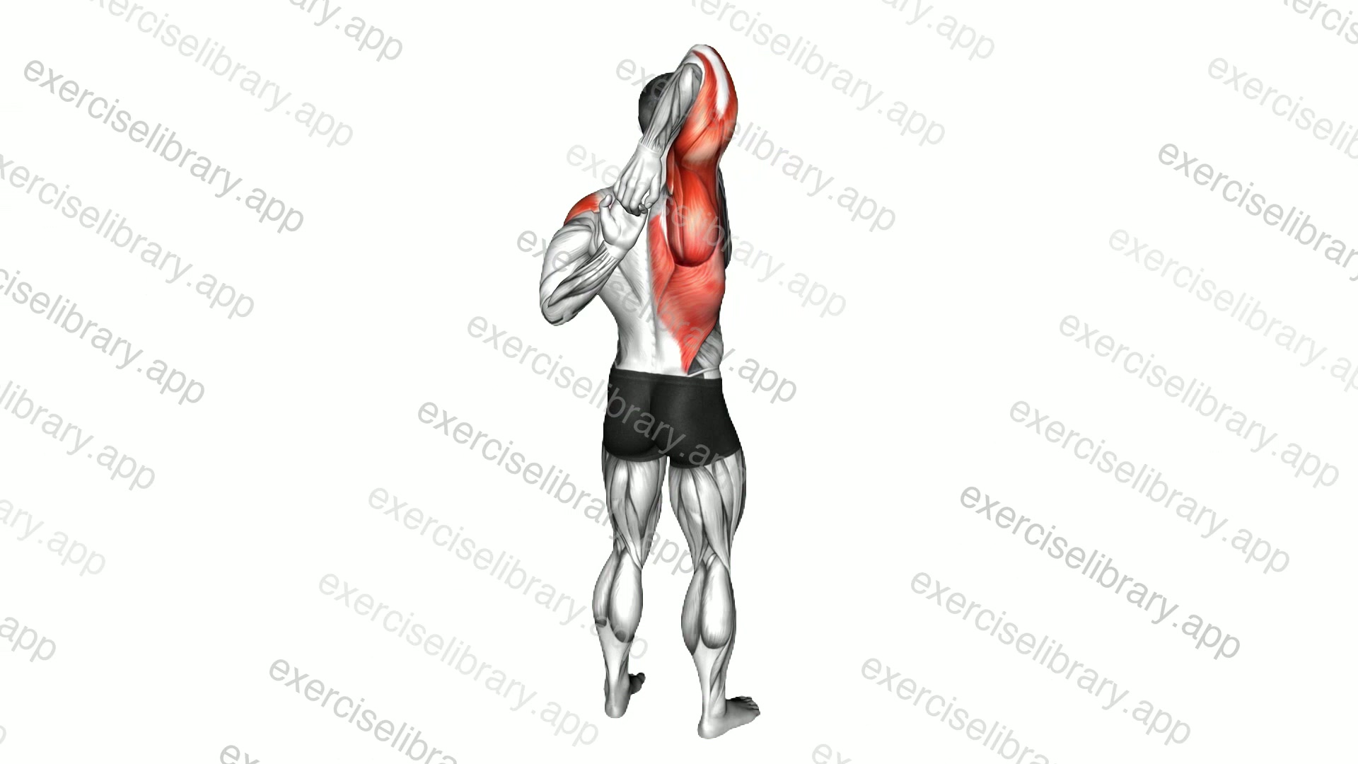 Shoulder Stretch Behind the Back demonstration