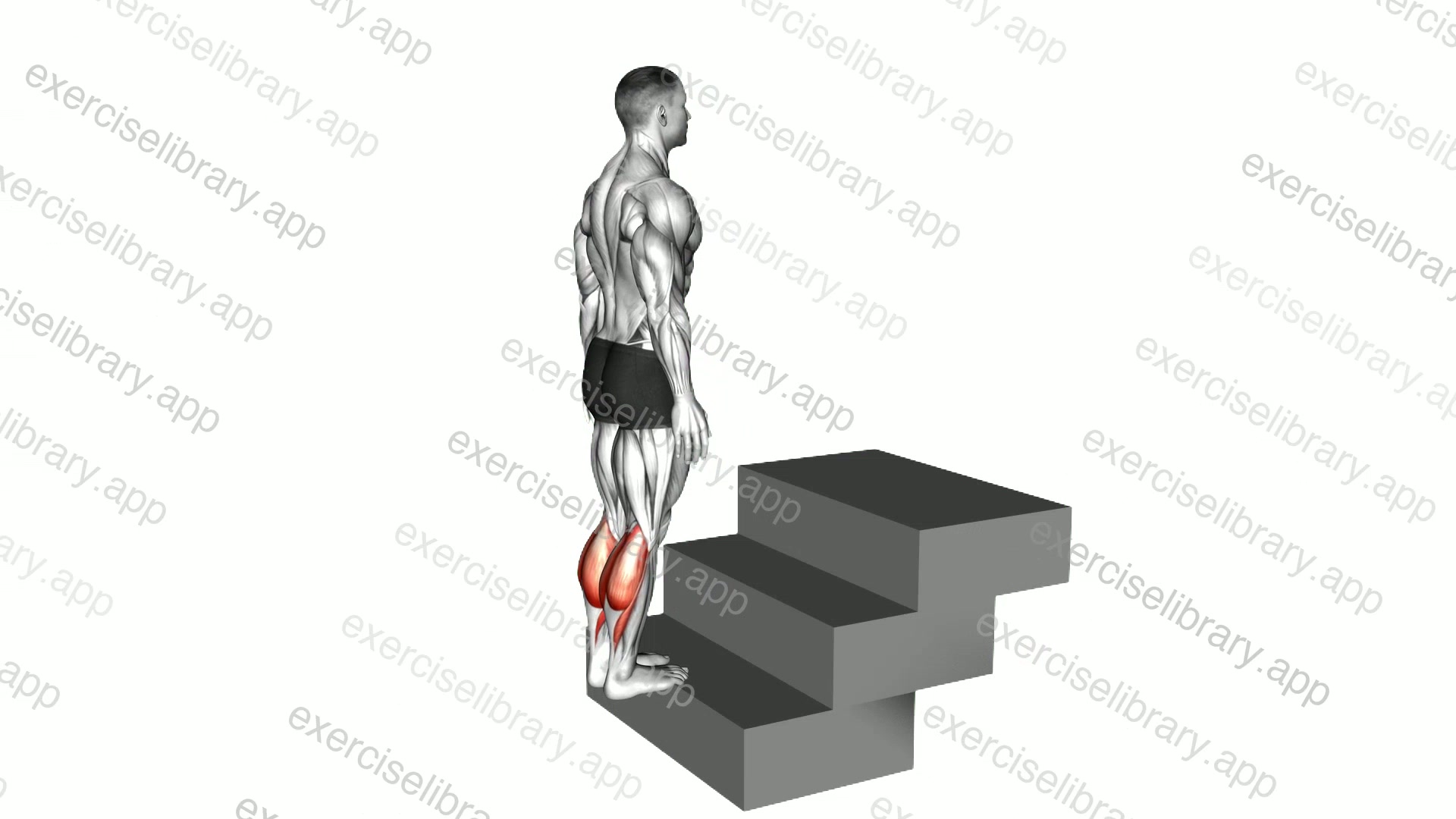 Standing Calf Raise demonstration