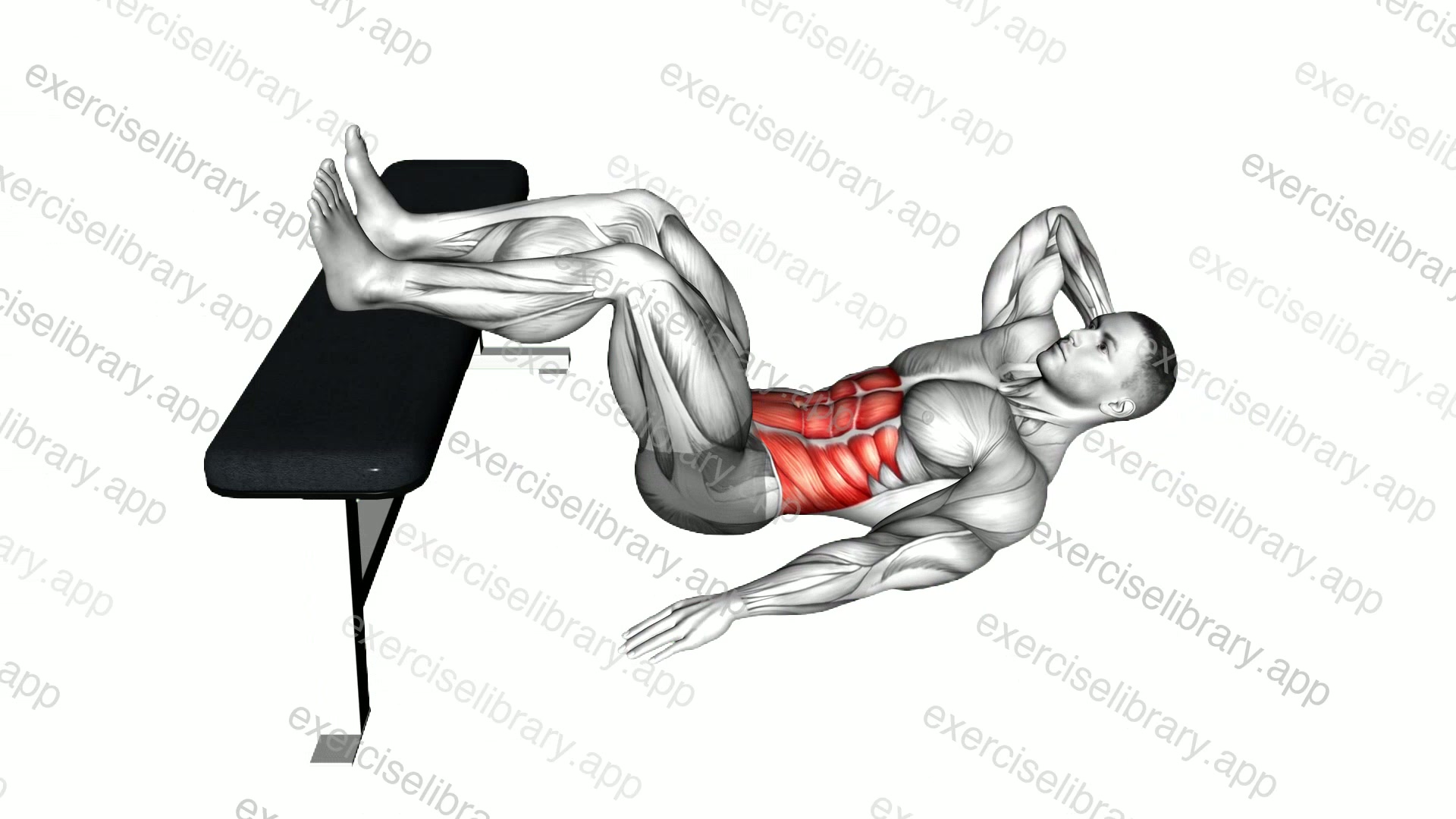 Oblique Crunch demonstration