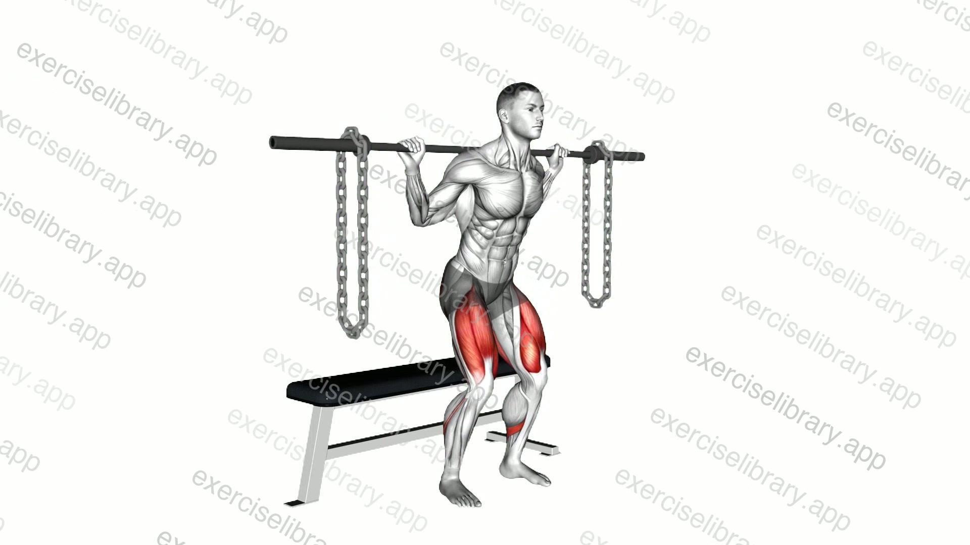 Barbell Weighted Chains Bench Squat demonstration