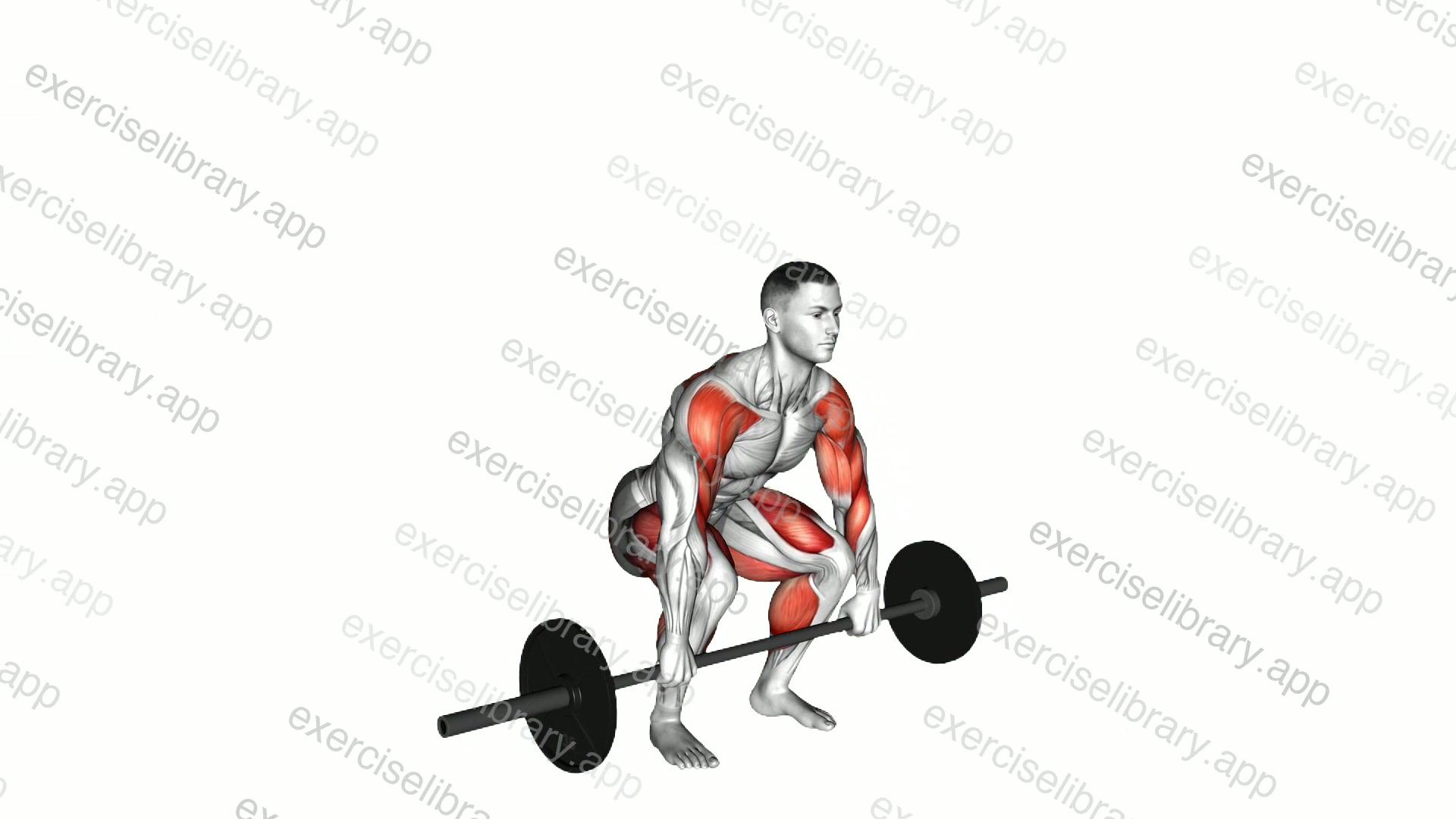 Barbell Clean Pull demonstration