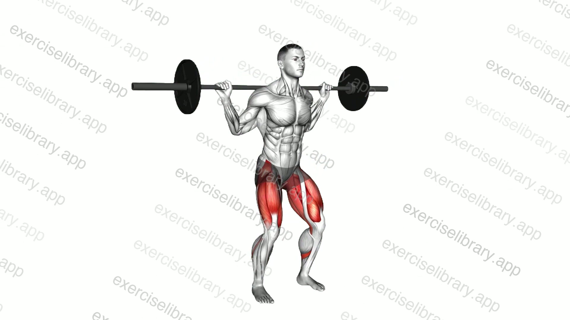 Barbell Olympic Squat demonstration