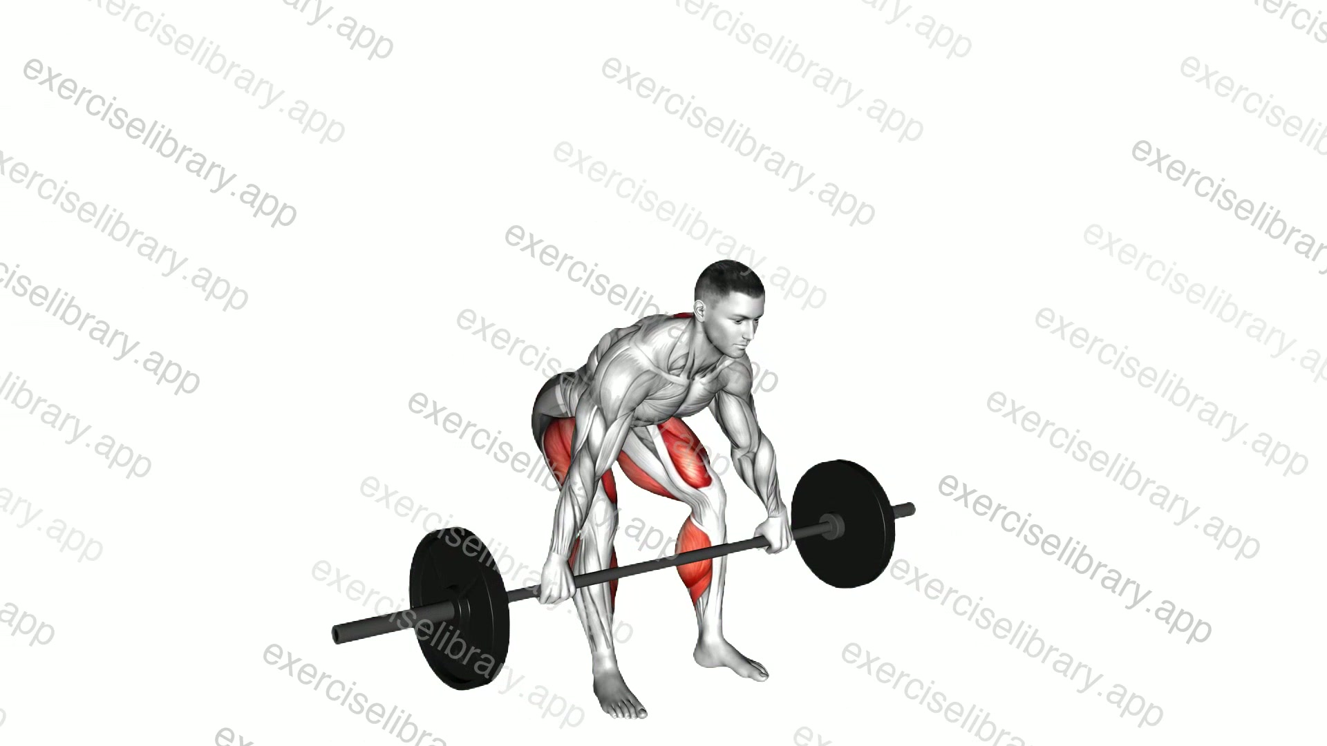 Barbell Snatch Deadlift demonstration