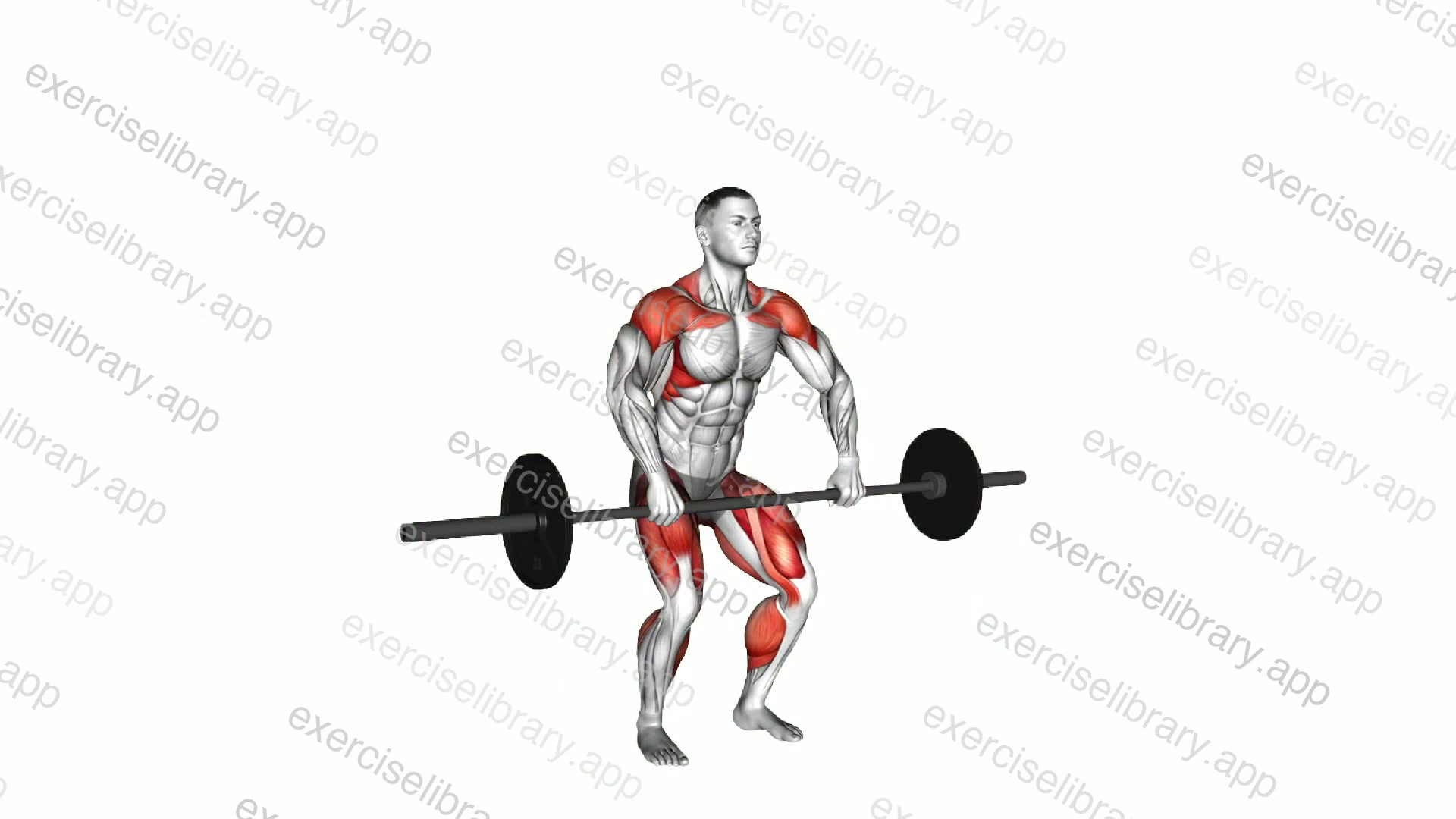 Barbell Split Clean demonstration