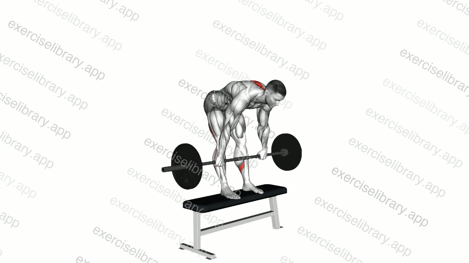 Barbell Stiff Leg Deadlift on Bench demonstration