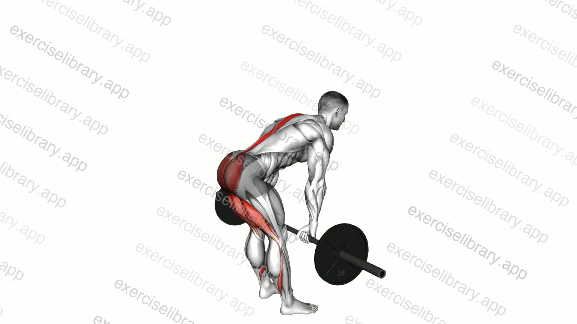 Barbell Stiff Legged Deadlift demonstration