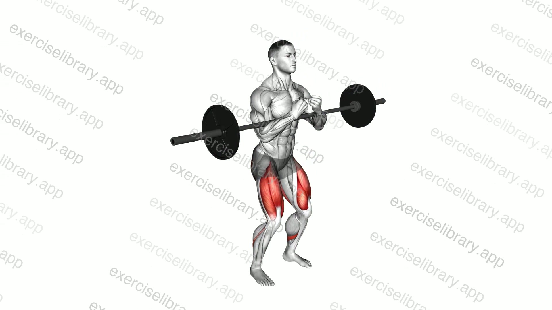 Barbell full Zercher Squat demonstration