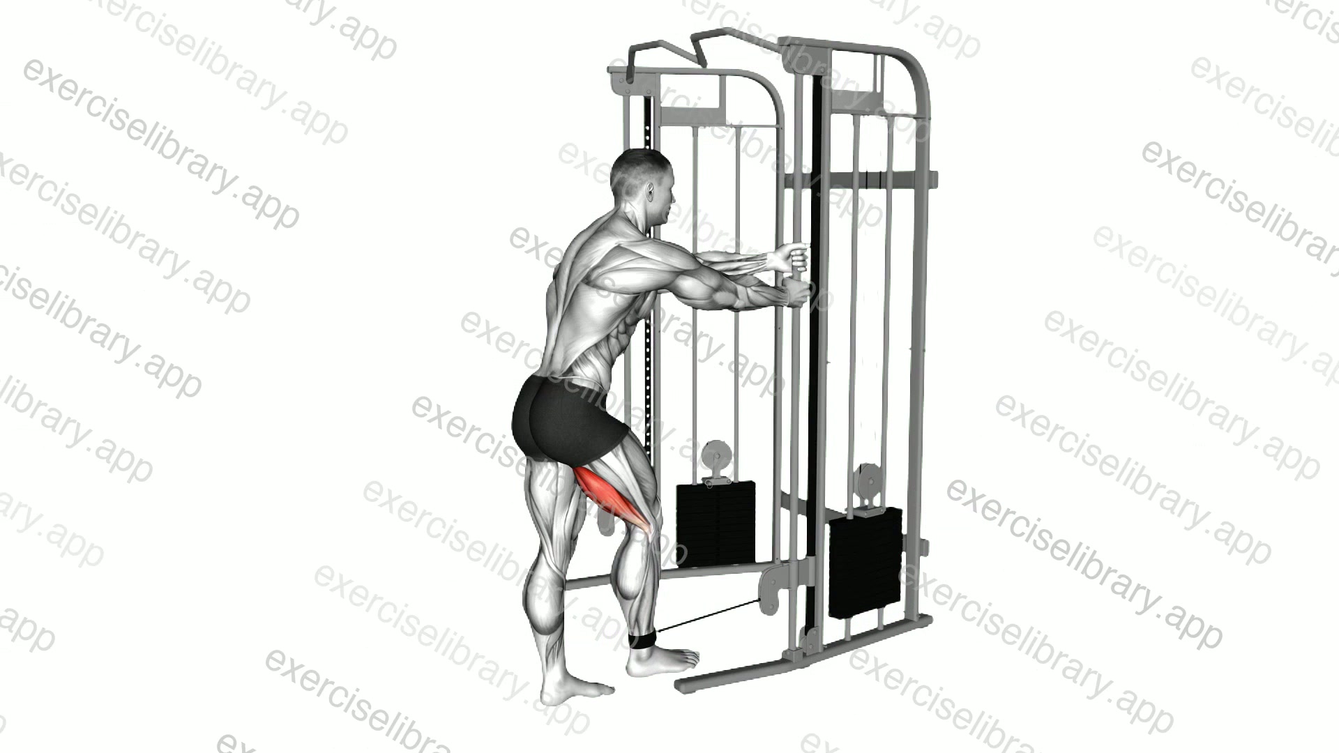 Cable Standing Leg Curl demonstration