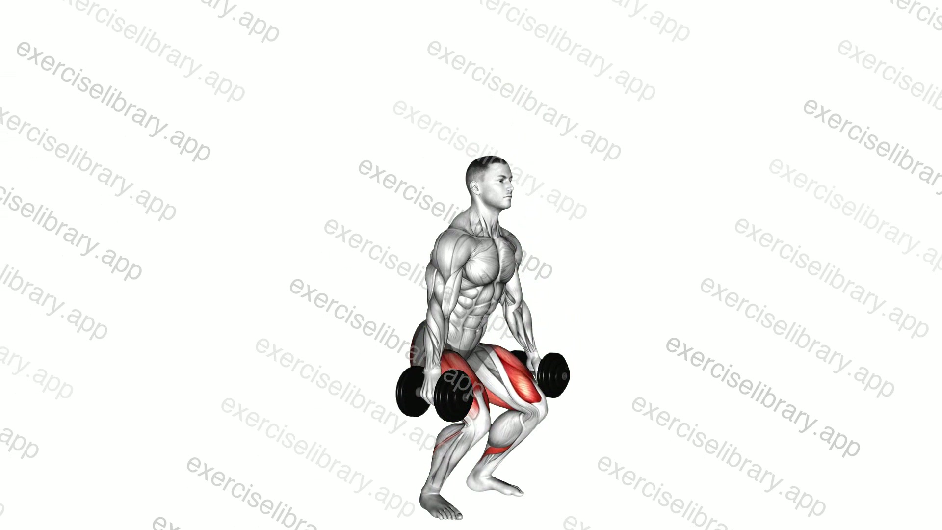 Dumbbell Jumping Squat demonstration