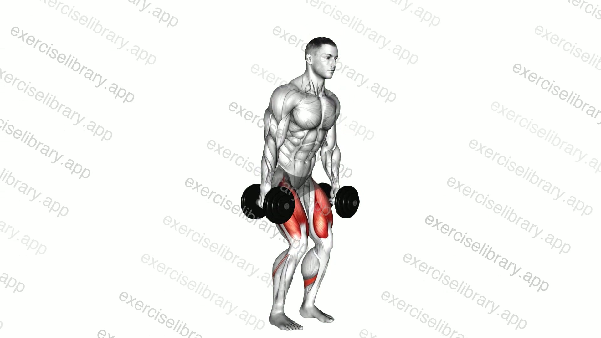 Dumbbell Squat demonstration