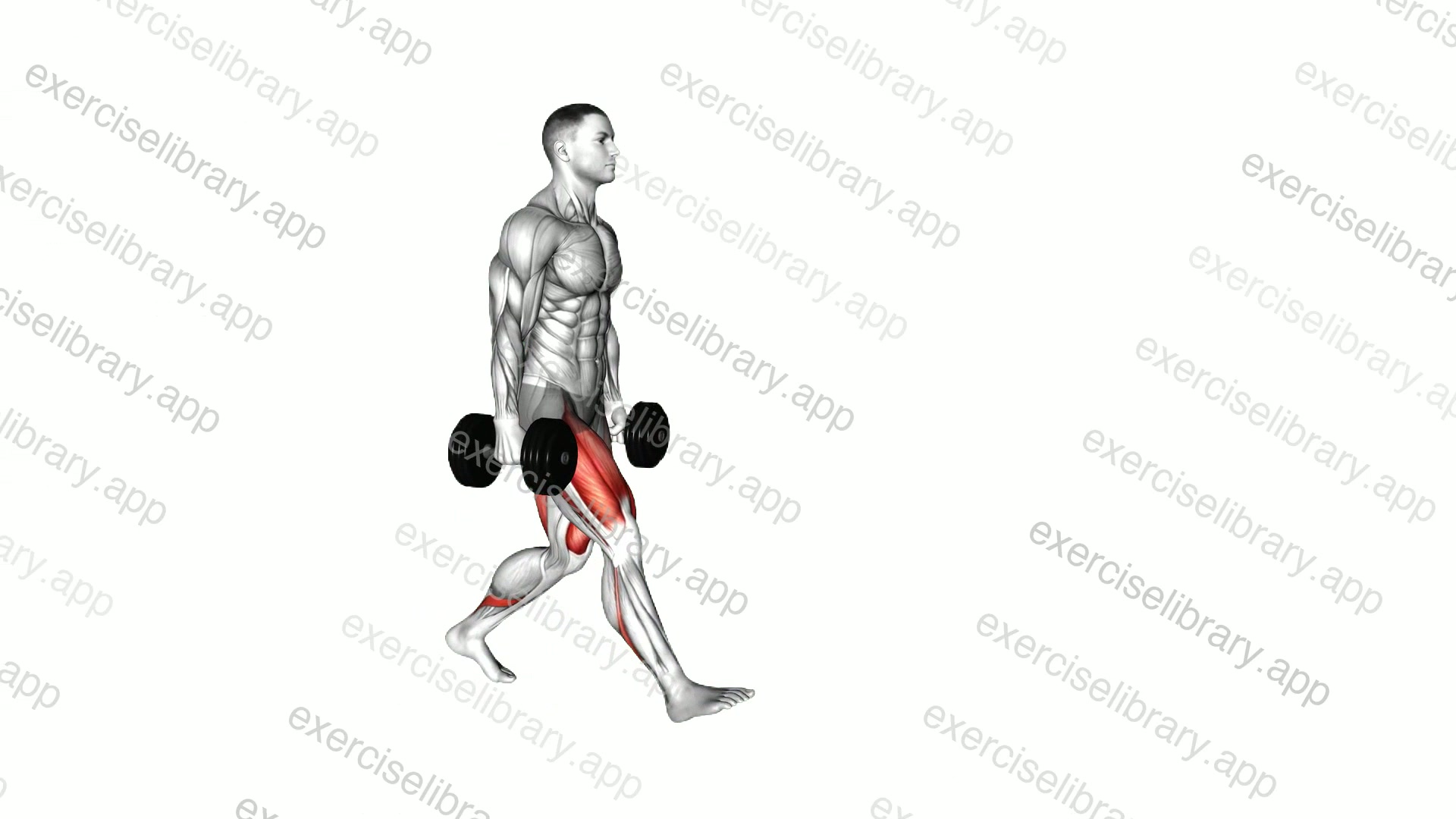 Dumbbell Walking Lunge demonstration
