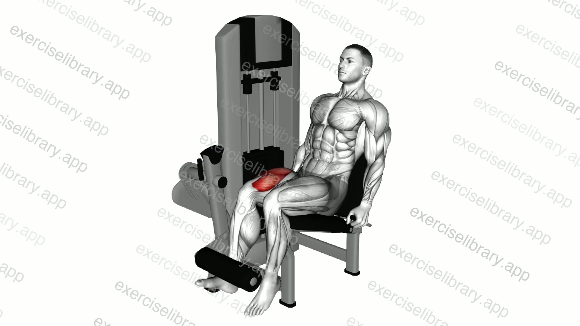 Lever One Leg Extension demonstration