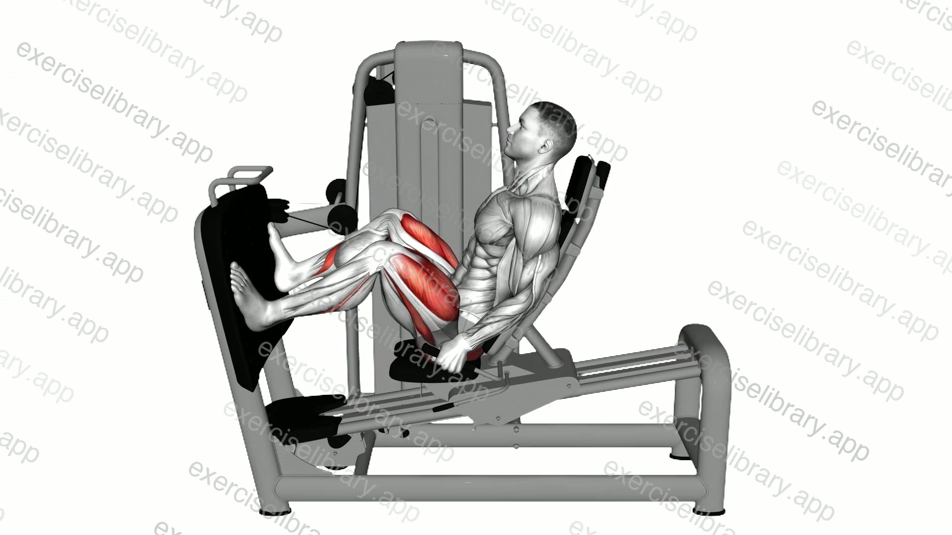 Lever Seated Wide Squat demonstration