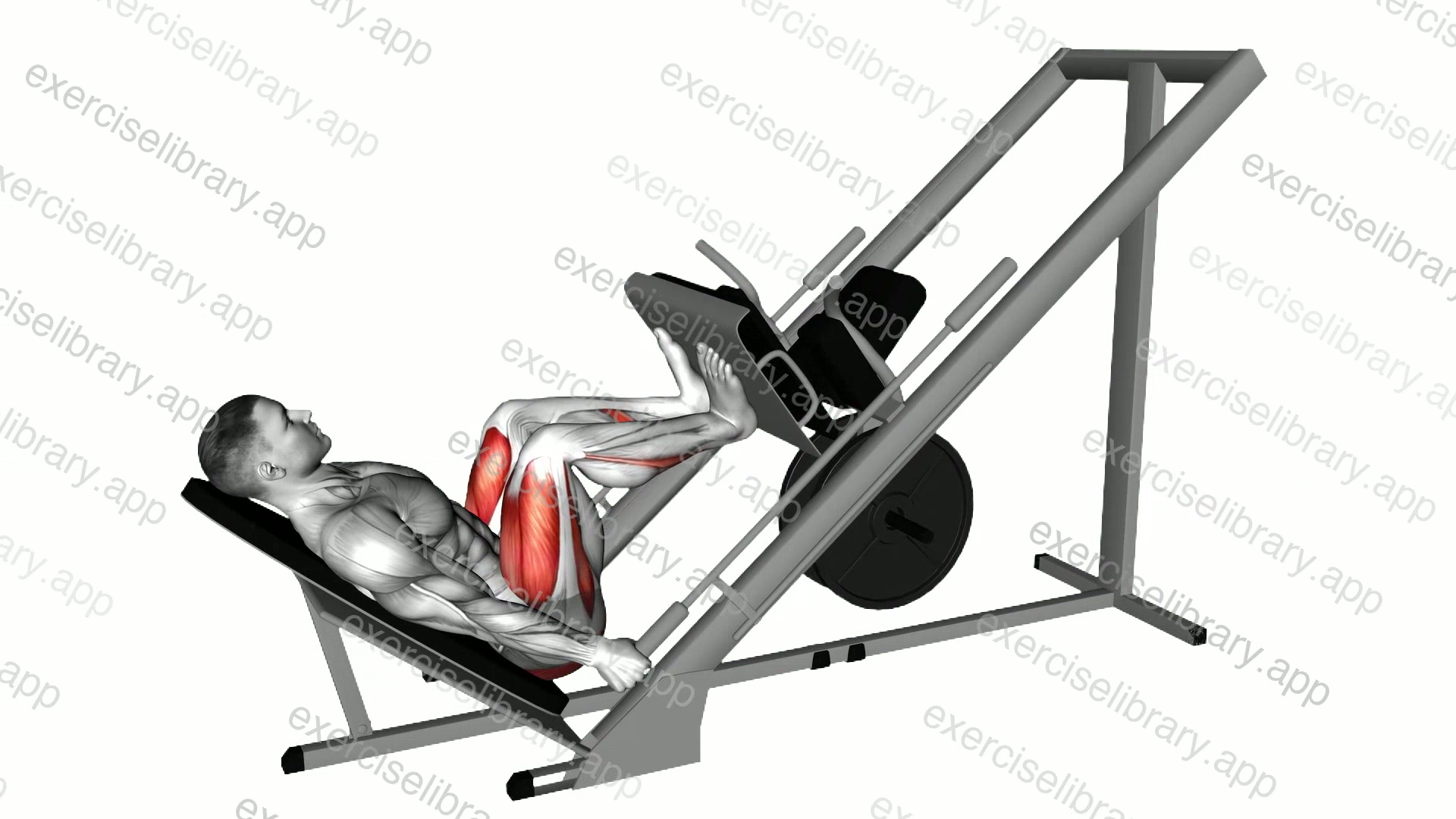 Sled Narrow Stance Leg Press demonstration