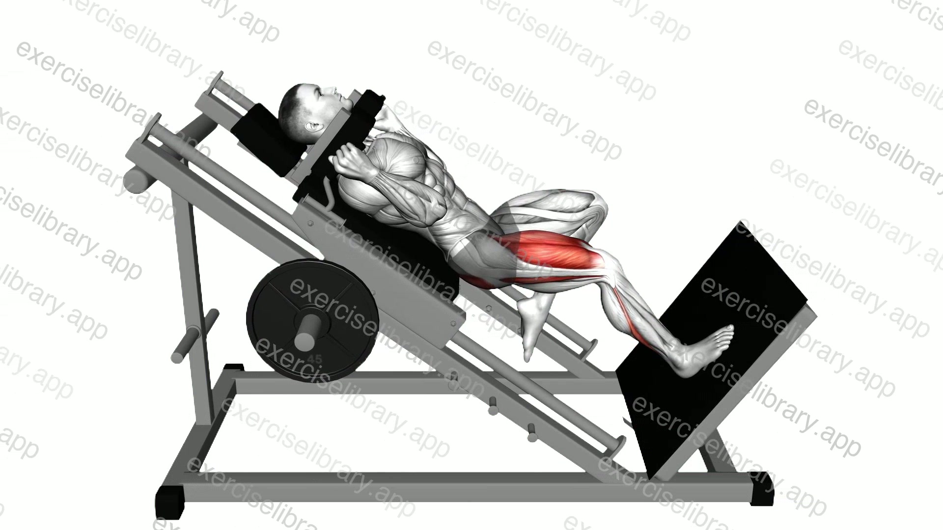 Sled One Leg Hack Squat demonstration