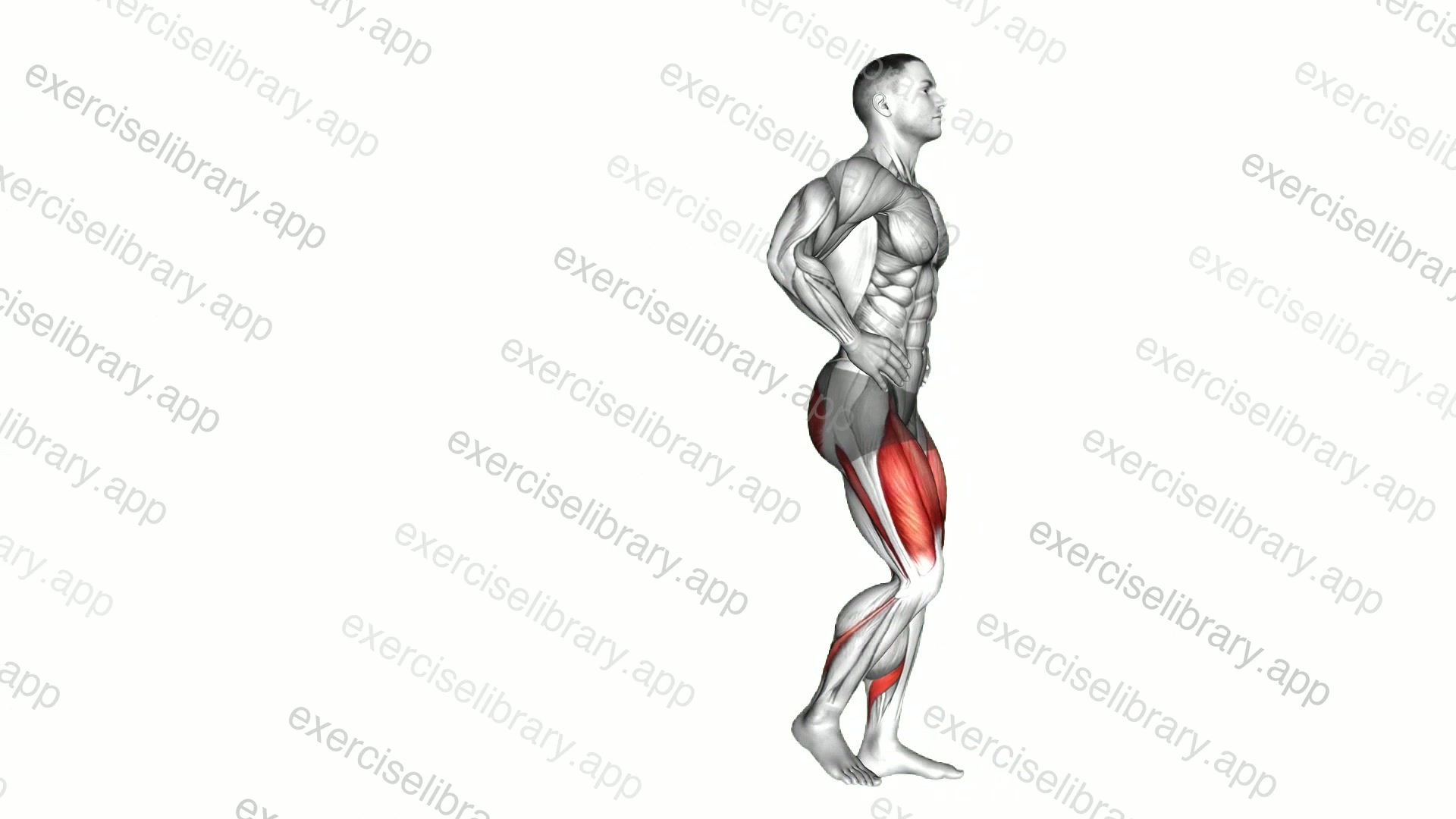 Bodyweight Rear Lunge demonstration