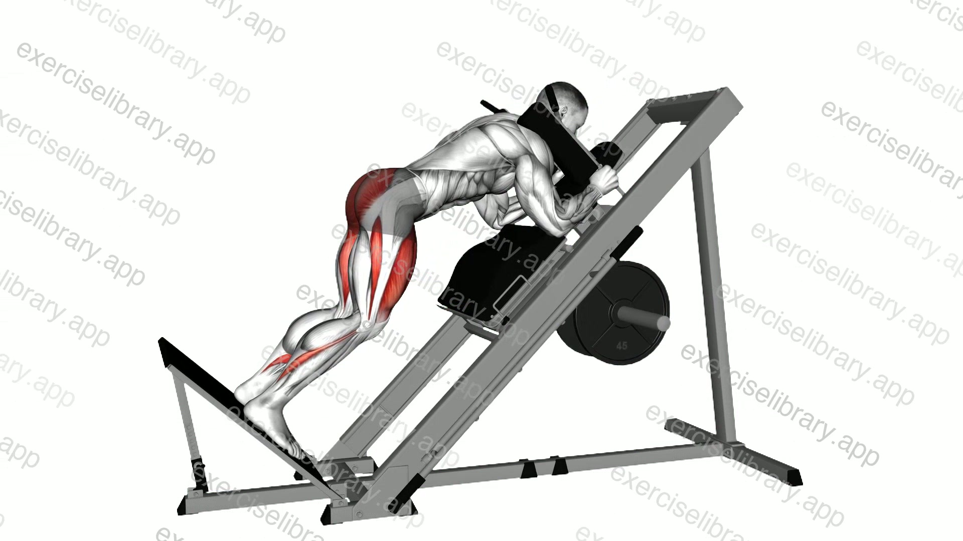 Sled Reverse Hack Squat demonstration