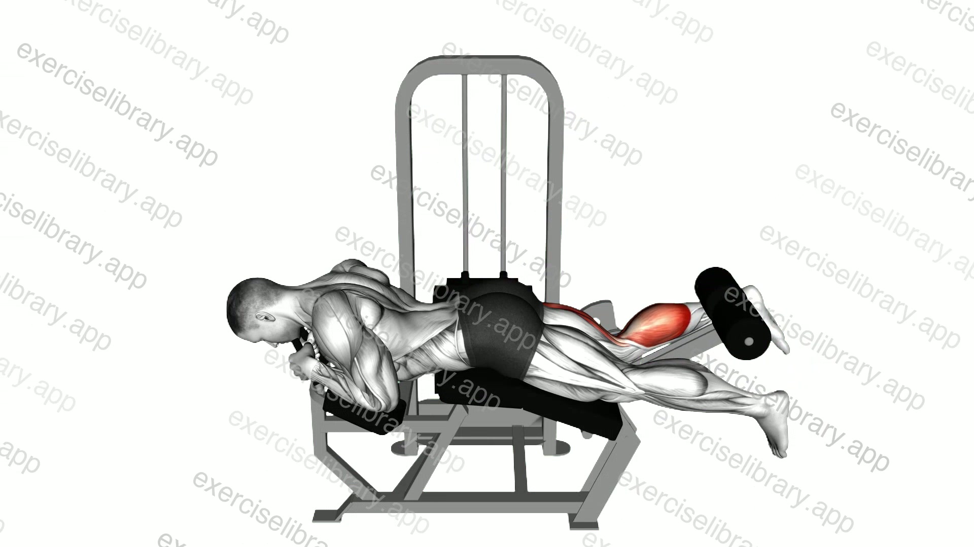 Lever Lying Single Leg Curl demonstration