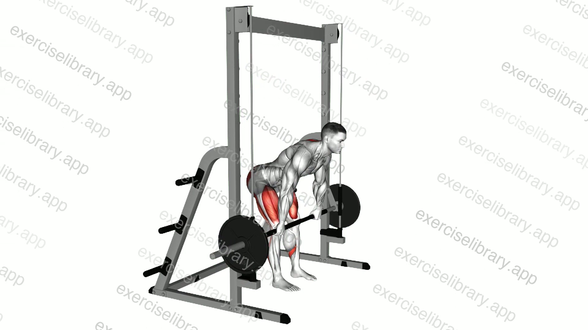 Smith Stiff Legged Deadlift demonstration