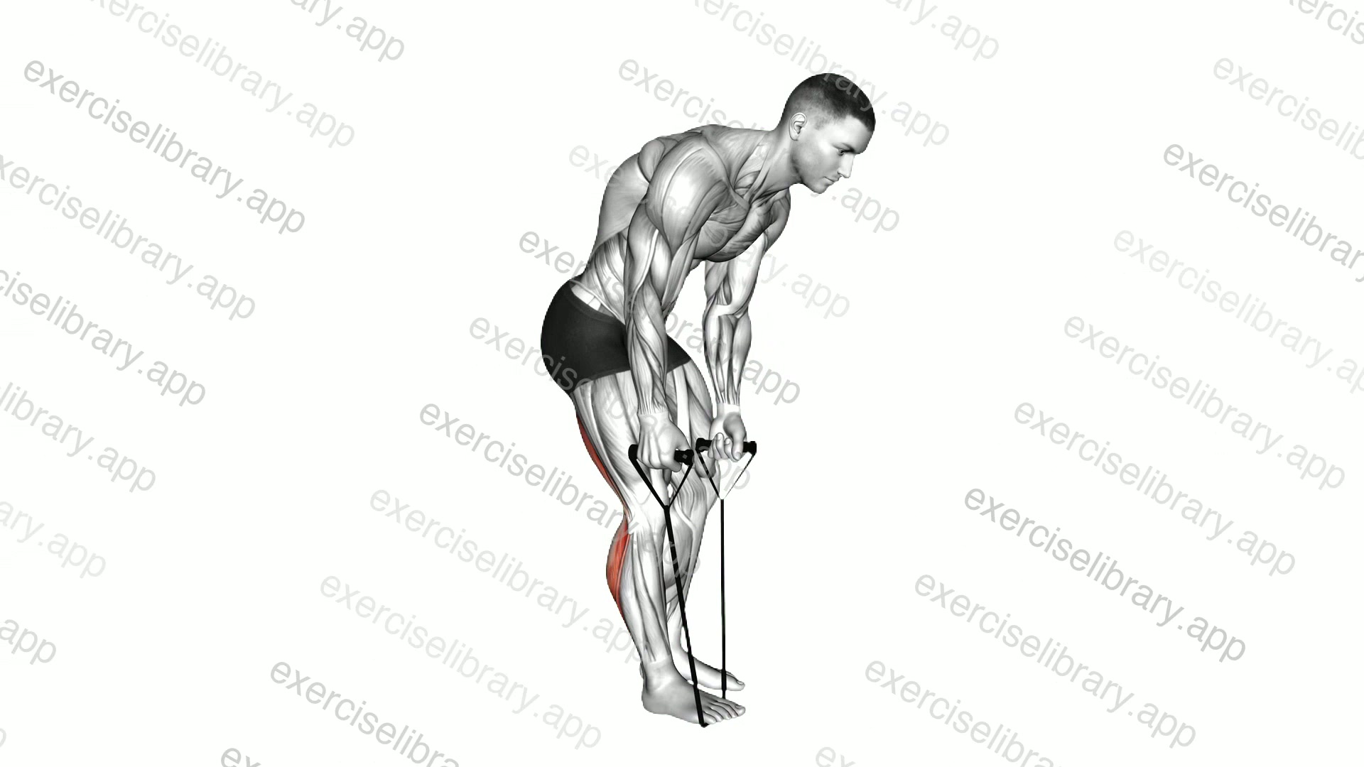 Standing Hamstring and Calf Stretch with Starp demonstration