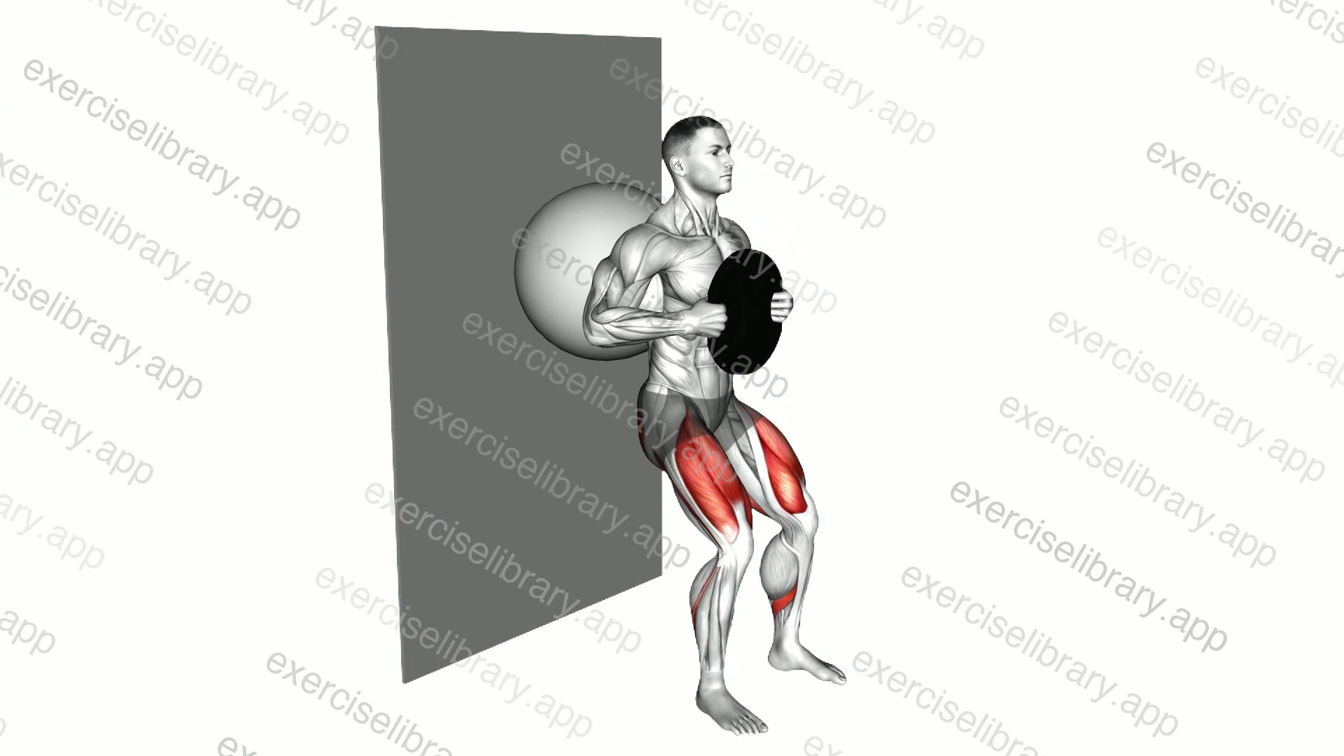 Weighted Exercise Ball Wall Squat demonstration