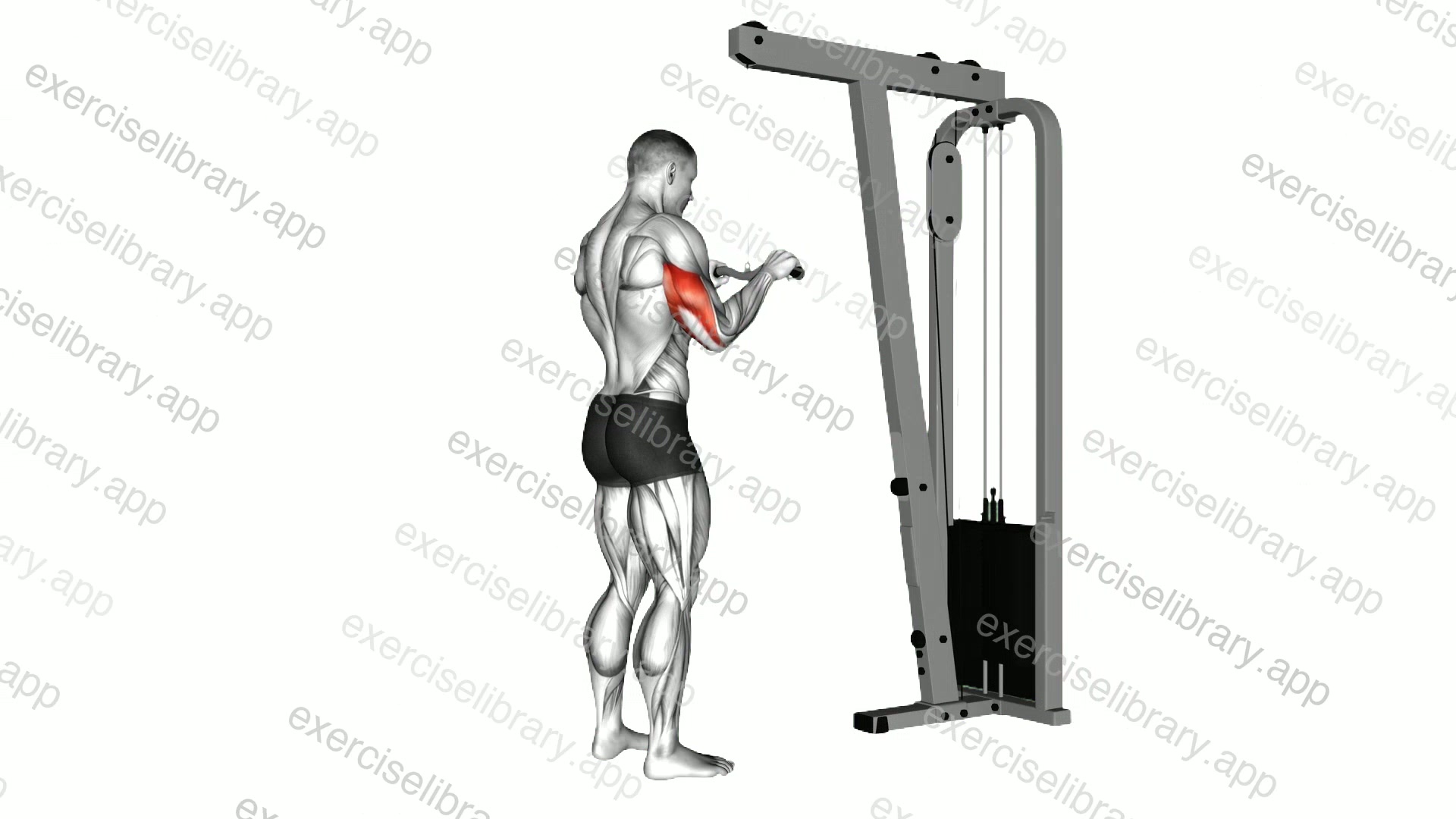 Cable Triceps Pushdown demonstration