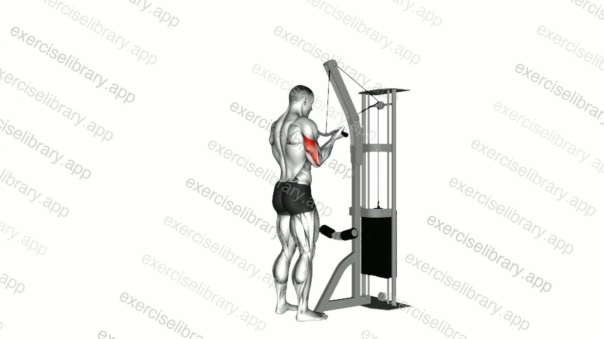 Cable Reverse Grip Triceps Pushdown demonstration